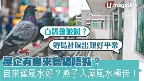 自來雀好嗎|為何自來雀遠離？風水師教改運